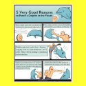 5 Reasons to Punch a Dolphin in the Mouth posters