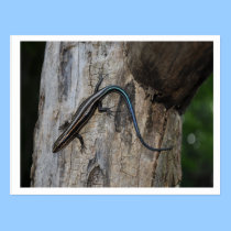 5 striped skink postcards