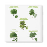 5 Trees Magnet