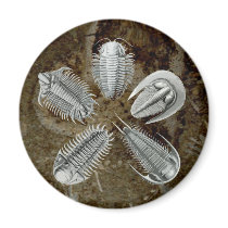 5 Trilobites Magnet