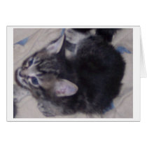 5 week old stripe kitten 3=23-06 cards