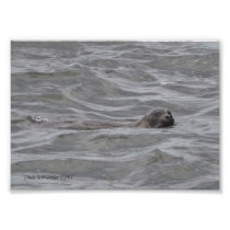 5X7 Seal Fishing in the Pacific Photo Print