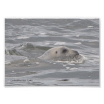 5X7 Seal in the Pacific Art Photo