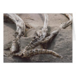 61. Wooden Antler Rack Card