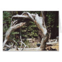 62. Wooden Arch, Tahoe, CA cards