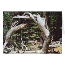 62. Wooden Arch, Tahoe, CA cards