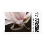 64 Cent Magnolia Wedding Invitation Postage