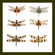 6 Dragonfly Species posters