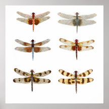 6 Dragonfly Species Poster