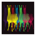6 llamas in 6 colors on black background poster posters