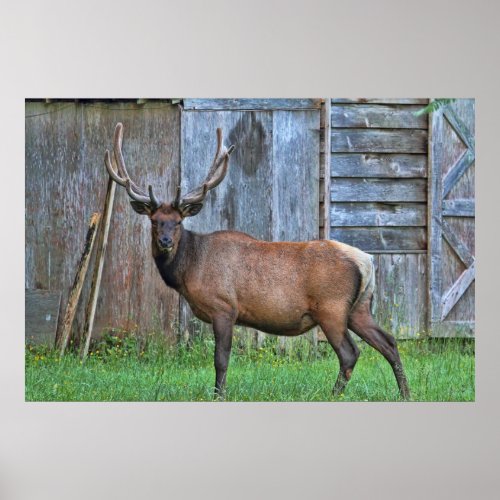 6 Point Bull Elk Photo Poster