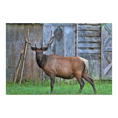 6 Point Bull Elk Photo Poster