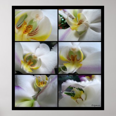 Black And White Orchid Prints. 6 White Orchids Phalaenopsis Poster Prints by naturalilly