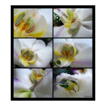 6 White Orchids Phalaenopsis Poster Prints by naturalilly 6 White Orchids Phalaenopsis Poster Prints