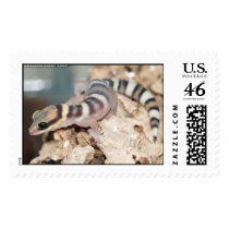 6d869814 postage by hrreptiles 6d869814 postage