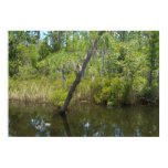 6ft Marsh Tree Poster