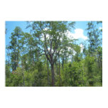 6ft. Mississippi River Marsh Tree