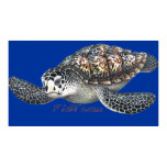 6Ft. SeaTurtle Poster by FishTs.com
