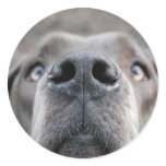 7.6 cm sticker Doggennase