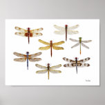 7 Species of Dragonflies Poster
