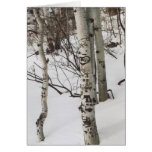 87. Tree Graffit & Pristine Snow, Colorado Cards