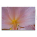 8 5 2009, Naked Ladies Lilies 054 cards