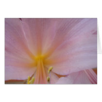 8 5 2009, Naked Ladies Lilies 054 cards by PictureFindsbySue 8 5 2009, Naked Ladies Lilies 054 cards