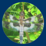 8 spotted Skimmer Dragonfly Sticker stickers
