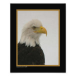 8X10 Bald Eagle Close Up Art Photo