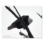 8X10 Bald Eagle Mad at Me! Photo Print