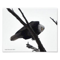 8X10 Bald Eagle Mad at Me! Photo Print
