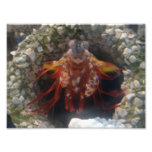 8x10 crab? photo