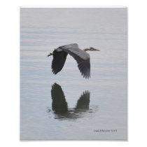 8X10 Great Blue Heron in Flight