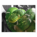 8x10 Green Tree Boa Photo Print