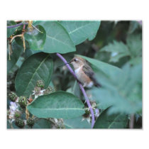 8X10 Hummingbird Photo Print