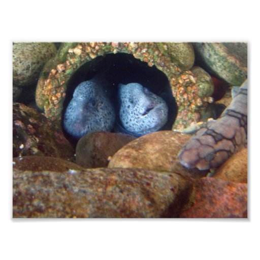 8x10 Moray Eels Photo Art
