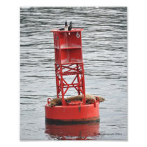 8X10 Seals on a Buoy Photographic Print