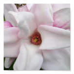pink, white, magnolia