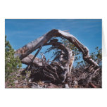 95. Sunny Wooden Arch, Mt. Shasta, WA Card
