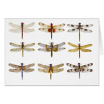 9 Dragonfly Species Cards