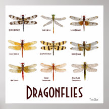9 Dragonfly Species Poster