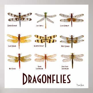 9 Dragonfly Species Poster