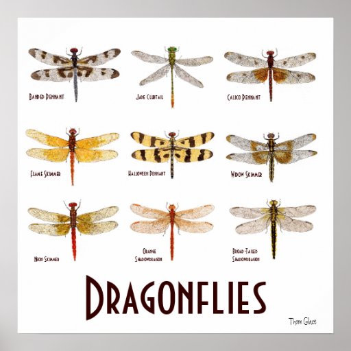 9 Dragonfly Species Poster Zazzle