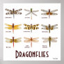 9 Dragonfly Species Poster