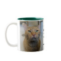 9 Lives. mugs