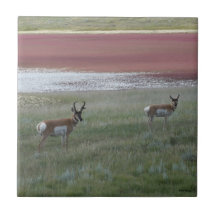 A0002 Pronghorn Antelope Tile