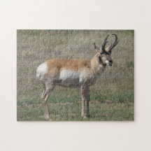 A0015 Pronghorn Antelope Puzzle