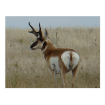 A0022 Pronghorn Antelope Post Cards