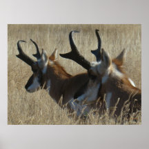 A0023 Pronghorn Antelope Poster