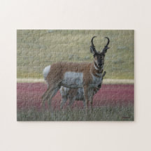 A0024 Pronghorn Antelope Jigsaw Puzzle